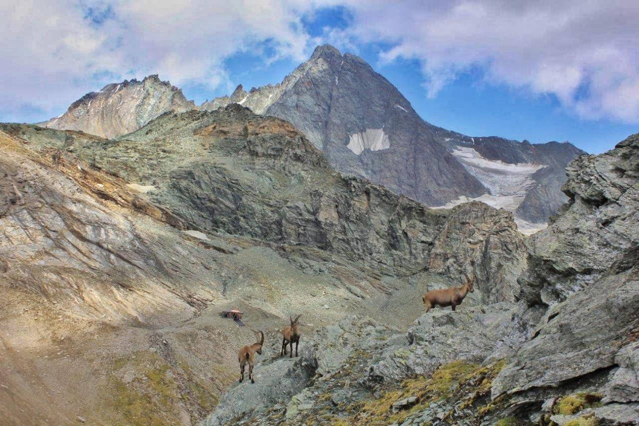 Pension Erlhof Saalfelden Esterno foto